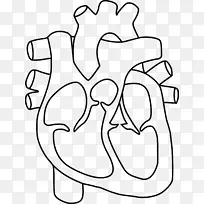 心脏解剖着色书绘图夹艺术-人类心脏