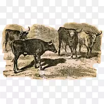 得克萨斯州长角牛、山羊、牛