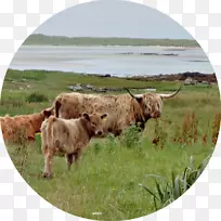牛羊牧场放牧草甸-牛
