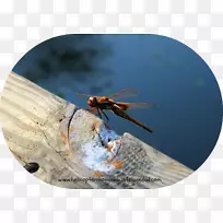 昆虫蜻蜓无脊椎动物害虫节肢动物-龙蝇