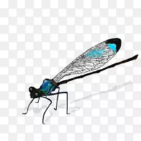 昆虫蜻蜓画花蝇-龙蝇