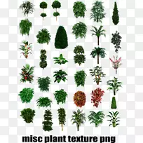 热带植物类型灌木-植物