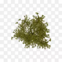 栓皮栎(Acer Campestre)红枫树