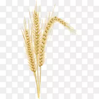 玉米穗大麦