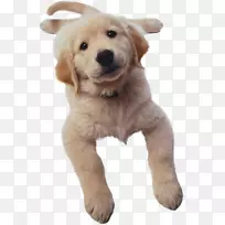 金毛猎犬霍顿米弗林哈考特数学表达式，狗出版公司-小狗