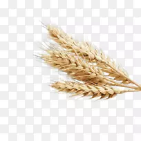 普通小麦穗食麦草大麦