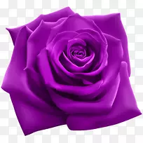 玫瑰紫色粉红剪贴画-紫色