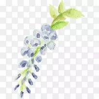 紫丁香紫植物茎薰衣草