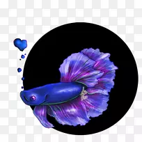 暹罗斗鱼蓝鱼艺术-贝塔