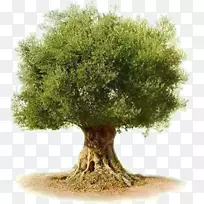 橄榄树植物-橄榄树叶