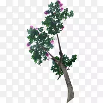 盆栽花卉树
