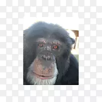 普通黑猩猩大猩猩灵长类猴子siamang黑猩猩