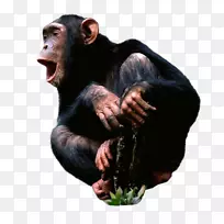 普通黑猩猩桌面壁纸猴子黑猩猩