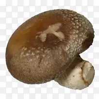 白灵菇普通食用菌香菇