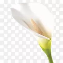 百合花芽-愈伤组织