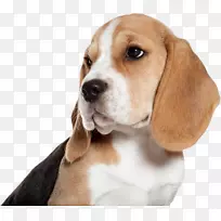 法老王猎犬边境牧羊犬吉娃娃纽芬兰犬小狗拉布拉多