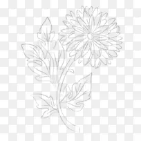 花黑白单色摄影素描-菊花
