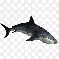 虎鲨-鲨鱼