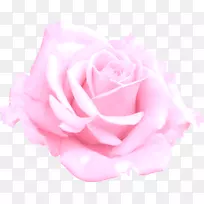 仙人掌玫瑰花园玫瑰花蔷薇科粉红色