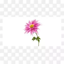 菊花普兰菊科植物摄影-菊花