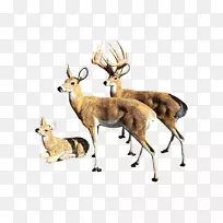 白尾鹿、麋鹿、驯鹿、鹿角、乡土鹿