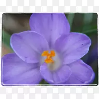 紫紫丁香薰衣草番红花