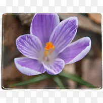 藏红花紫罗兰科花-番红花