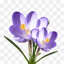 番红花紫罗兰科-番红花