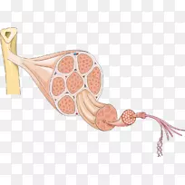 人体平滑肌组织肌细胞-肌肉