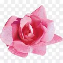 浅玫瑰花桌面壁纸粉红玫瑰