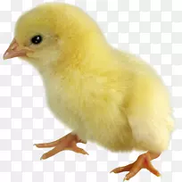 鸡家禽桌面壁纸肉鸡-别致