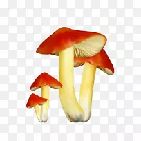 蘑菇菌类图-真菌