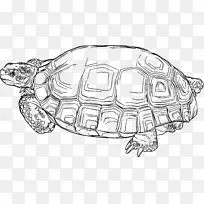 海龟爬行动物沙漠龟剪贴画-乌龟