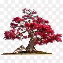 白头翁盆景树SchotiaAfra-bonsai
