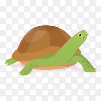 肯普海龟爬行动物-龟