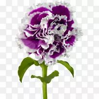 香石竹紫切花-康乃馨