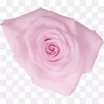 仙人掌花蔷薇科花园玫瑰粉红色丁香花