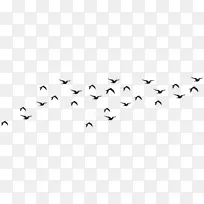鸟类黑白动物迁徙黑白摄影-鸟群