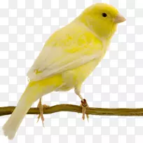 红因子金丝雀黄色金丝雀燕鸥-鸟群