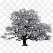 冬季橡树联合山谷罗尔斯城-雪树