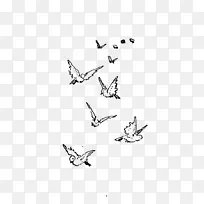 鸟飞麻雀吸引鸟群-鸟群