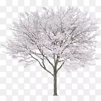东方白松绘制-樱花树