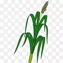小麦穗粒剪贴画-玉米