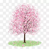 樱花夹艺术-樱花树