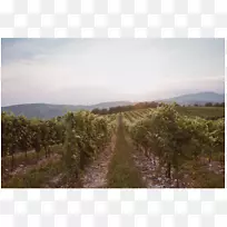 巴氏红葡萄酒，紫红色葡萄酒，意大利葡萄酒-葡萄园