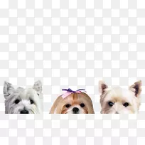 莫基凯恩小猎犬约克郡猎犬西部高地白狗小狗背景