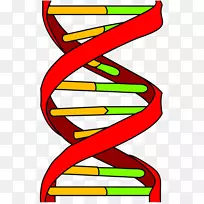 dna分析计算机图标遗传学遗传测试.dna