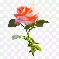 玫瑰粉色花叶剪贴画-白玫瑰