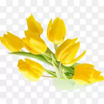 英迪拉甘地纪念郁金香花园花黄色桌面壁纸-黄色背景