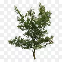 乔木橡树植物桦木